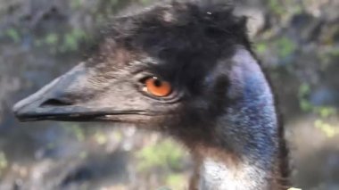 Magic Sparkles Fairy Dust Wand Particle Trail Gold Silver Transition. Magic Sparkles Fairy Dust Wand Particle Trail Silver Zigzag Transition. Transition Particle With Alpha, Blue Circle And Star. Sparkle Light Flying Particles Fairy Dust