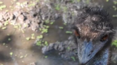 Magic Sparkles Fairy Dust Wand Particle Trail Gold Silver Transition. Magic Sparkles Fairy Dust Wand Particle Trail Silver Zigzag Transition. Transition Particle With Alpha, Blue Circle And Star. Sparkle Light Flying Particles Fairy Dust