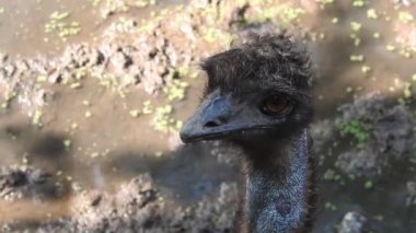 Magic Sparkles Fairy Dust Wand Particle Trail Gold Silver Transition. Magic Sparkles Fairy Dust Wand Particle Trail Silver Zigzag Transition. Transition Particle With Alpha, Blue Circle And Star. Sparkle Light Flying Particles Fairy Dust