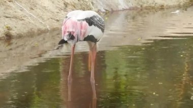 Leylek beyaz, leylek mavi gökyüzüne karşı yuvada. Mavi gökyüzünün arka planında iki leylek, yumurtadan çıkan yumurtalar, Polonyalı kuşlar, bulutlu bir arka plan ile uçan güzel beyaz leylek kolonisi. Uçan kuş.