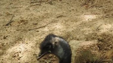 Magic Sparkles Fairy Dust Wand Particle Trail Gold Silver Transition. Magic Sparkles Fairy Dust Wand Particle Trail Silver Zigzag Transition. Transition Particle With Alpha, Blue Circle And Star. Sparkle Light Flying Particles Fairy Dust