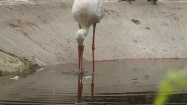 Leylek beyaz, leylek mavi gökyüzüne karşı yuvada. Mavi gökyüzünün arka planında iki leylek, yumurtadan çıkan yumurtalar, Polonyalı kuşlar, bulutlu bir arka plan ile uçan güzel beyaz leylek kolonisi. Uçan kuş.