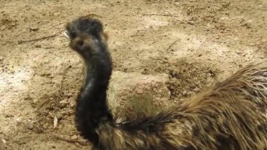 Magic Sparkles Fairy Dust Wand Particle Trail Gold Silver Transition. Magic Sparkles Fairy Dust Wand Particle Trail Silver Zigzag Transition. Transition Particle With Alpha, Blue Circle And Star. Sparkle Light Flying Particles Fairy Dust