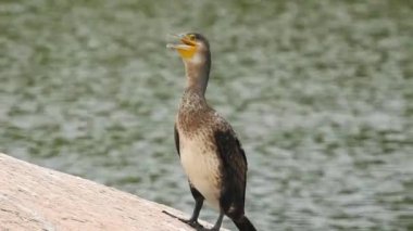 Leylek beyaz, leylek mavi gökyüzüne karşı yuvada. Mavi gökyüzünün arka planında iki leylek, yumurtadan çıkan yumurtalar, Polonyalı kuşlar, bulutlu bir arka plan ile uçan güzel beyaz leylek kolonisi. Uçan kuş.