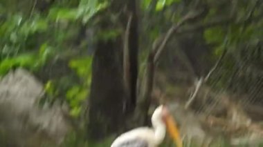 Leylek beyaz, leylek mavi gökyüzüne karşı yuvada. Mavi gökyüzünün arka planında iki leylek, yumurtadan çıkan yumurtalar, Polonyalı kuşlar, bulutlu bir arka plan ile uçan güzel beyaz leylek kolonisi. Uçan kuş.