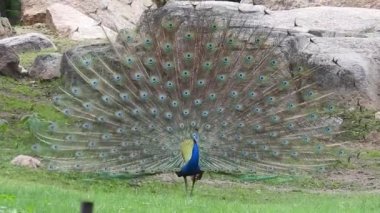 Mavi bir tavus kuşu kuyruğunu yeşil çimlerin üzerinde yelken açarken, yetişkin bir mavi tavus kuşunun başını yakından çekerken kuyruğu yavaşça geri çekildi. Tavus kuşu güzel tüylerini sallıyor ve yavaşça dönüyor, doğal kur yapma ritüeli, kuş tüyleri, tavus kuşu dansı