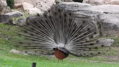 Mavi bir tavus kuşu kuyruğunu yeşil çimlerin üzerinde yelken açarken, yetişkin bir mavi tavus kuşunun başını yakından çekerken kuyruğu yavaşça geri çekildi. Tavus kuşu güzel tüylerini sallıyor ve yavaşça dönüyor, doğal kur yapma ritüeli, kuş tüyleri, tavus kuşu dansı