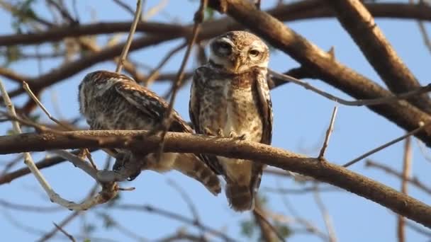 Wild Birds Closeup Detailed View Northern Hawk Owl Perch Hunting — Vídeo de Stock