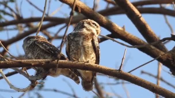 Wild Birds Closeup Detailed View Northern Hawk Owl Perch Hunting — Stock videók