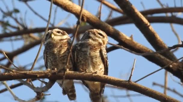 Wild Birds Closeup Detailed View Northern Hawk Owl Perch Hunting — Stockvideo