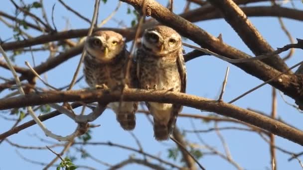 Wild Birds Closeup Detailed View Northern Hawk Owl Perch Hunting — 비디오