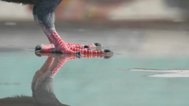 Vilda Fåglar Närbild Detalj Visa Northern Hawk Uggla Abborre Jakt — Stockvideo