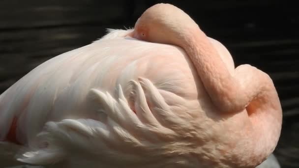 Stork Isolated White Stork Nest Blue Sky Two Storks Nest — Stockvideo
