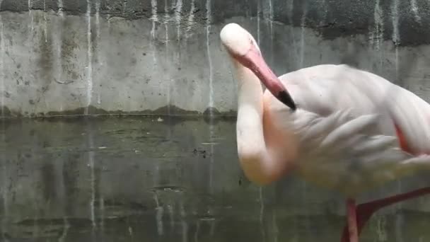 Flamingo Besar Phoenicopterus Roseus Pendaratan Burung Antara Kelompok Flamboyan Yang — Stok Video