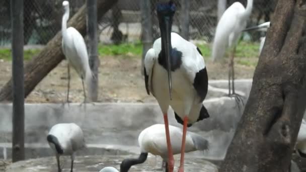 Greater Flamingo Phoenicopterus Roseus Bird Landing Amongst Group Flamboyance Greater — Video Stock