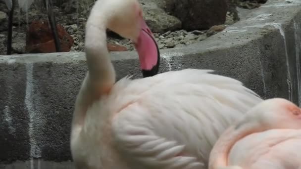 Greater Flamingo Phoenicopterus Roseus Bird Landing Amongst Group Flamboyance Greater — Wideo stockowe
