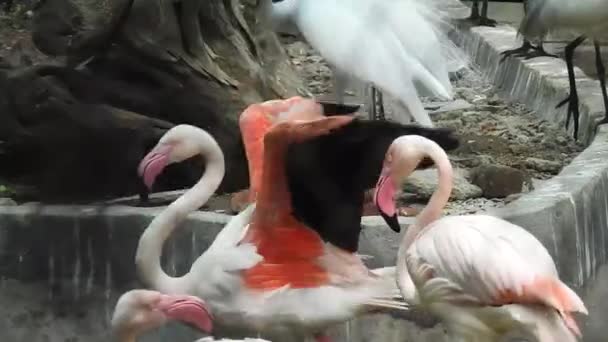 Greater Flamingo Phoenicopterus Roseus Bird Landing Amongst Group Flamboyance Greater — Wideo stockowe