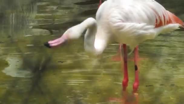Greater Flamingo Phoenicopterus Roseus Bird Landing Amongst Group Flamboyance Greater — Vídeo de Stock