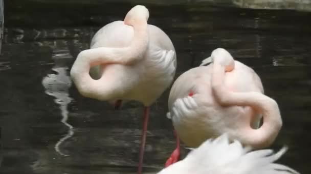 Greater Flamingo Phoenicopterus Roseus Bird Landing Amongst Group Flamboyance Greater — Stock videók