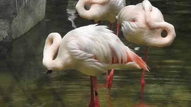 Större Flamingo Phoenicopterus Roseus Fågel Landning Bland Grupp Flamboyance Större — Stockvideo