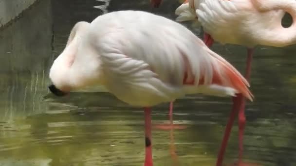 Greater Flamingo Phoenicopterus Roseus Bird Landing Amongst Group Flamboyance Greater — Stock videók