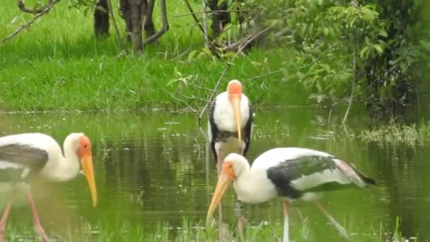 Stork Isolated White Stork Nest Blue Sky Two Storks Nest — Stockvideo