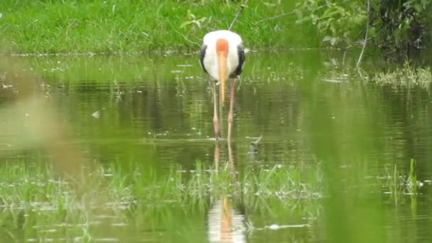 Stork Isolated White Stork Nest Blue Sky Two Storks Nest — Video Stock
