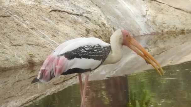 Stork Isolated White Stork Nest Blue Sky Two Storks Nest — Vídeos de Stock