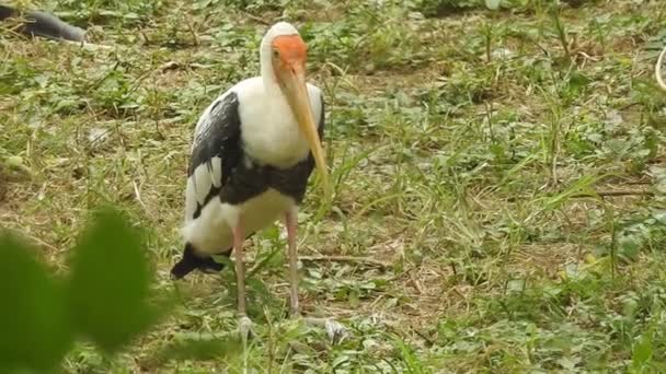 Stork Isolated White Stork Nest Blue Sky Two Storks Nest — Vídeo de Stock