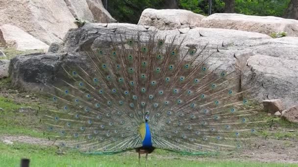Blue Peacock Fanning Its Tail Green Grass Closeup Head Adult — Stock Video