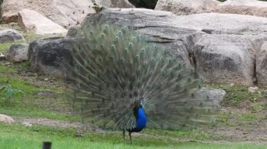 Mavi bir tavus kuşu kuyruğunu yeşil çimlerin üzerinde yelken açarken, yetişkin bir mavi tavus kuşunun başını yakından çekerken kuyruğu yavaşça geri çekildi. Tavus kuşu güzel tüylerini sallıyor ve yavaşça dönüyor, doğal kur yapma ritüeli, kuş tüyleri, tavus kuşu dansı