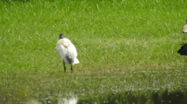Leylek beyaz, leylek mavi gökyüzüne karşı yuvada. Mavi gökyüzünün arka planında iki leylek, yumurtadan çıkan yumurtalar, Polonyalı kuşlar, bulutlu bir arka plan ile uçan güzel beyaz leylek kolonisi. Uçan kuş.