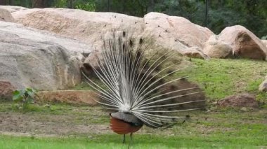 Mavi bir tavus kuşu kuyruğunu yeşil çimlerin üzerinde yelken açarken, yetişkin bir mavi tavus kuşunun başını yakından çekerken kuyruğu yavaşça geri çekildi. Tavus kuşu güzel tüylerini sallıyor ve yavaşça dönüyor, doğal kur yapma ritüeli, kuş tüyleri, tavus kuşu dansı
