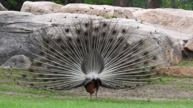 Mavi bir tavus kuşu kuyruğunu yeşil çimlerin üzerinde yelken açarken, yetişkin bir mavi tavus kuşunun başını yakından çekerken kuyruğu yavaşça geri çekildi. Tavus kuşu güzel tüylerini sallıyor ve yavaşça dönüyor, doğal kur yapma ritüeli, kuş tüyleri, tavus kuşu dansı
