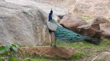 Mavi bir tavus kuşu kuyruğunu yeşil çimlerin üzerinde yelken açarken, yetişkin bir mavi tavus kuşunun başını yakından çekerken kuyruğu yavaşça geri çekildi. Tavus kuşu güzel tüylerini sallıyor ve yavaşça dönüyor, doğal kur yapma ritüeli, kuş tüyleri, tavus kuşu dansı