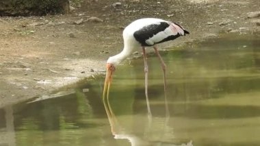 Leylek beyaz, leylek mavi gökyüzüne karşı yuvada. Mavi gökyüzünün arka planında iki leylek, yumurtadan çıkan yumurtalar, Polonyalı kuşlar, bulutlu bir arka plan ile uçan güzel beyaz leylek kolonisi. Uçan kuş.