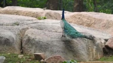 Mavi bir tavus kuşu kuyruğunu yeşil çimlerin üzerinde yelken açarken, yetişkin bir mavi tavus kuşunun başını yakından çekerken kuyruğu yavaşça geri çekildi. Tavus kuşu güzel tüylerini sallıyor ve yavaşça dönüyor, doğal kur yapma ritüeli, kuş tüyleri, tavus kuşu dansı