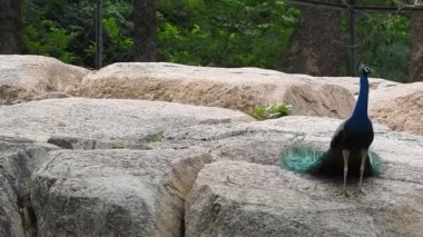 Mavi bir tavus kuşu kuyruğunu yeşil çimlerin üzerinde yelken açarken, yetişkin bir mavi tavus kuşunun başını yakından çekerken kuyruğu yavaşça geri çekildi. Tavus kuşu güzel tüylerini sallıyor ve yavaşça dönüyor, doğal kur yapma ritüeli, kuş tüyleri, tavus kuşu dansı