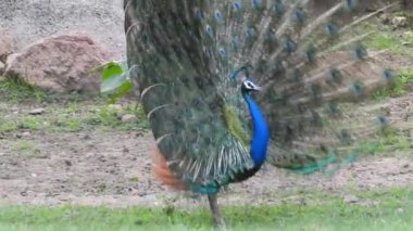 Mavi bir tavus kuşu kuyruğunu yeşil çimlerin üzerinde yelken açarken, yetişkin bir mavi tavus kuşunun başını yakından çekerken kuyruğu yavaşça geri çekildi. Tavus kuşu güzel tüylerini sallıyor ve yavaşça dönüyor, doğal kur yapma ritüeli, kuş tüyleri, tavus kuşu dansı