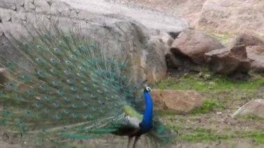 Mavi bir tavus kuşu kuyruğunu yeşil çimlerin üzerinde yelken açarken, yetişkin bir mavi tavus kuşunun başını yakından çekerken kuyruğu yavaşça geri çekildi. Tavus kuşu güzel tüylerini sallıyor ve yavaşça dönüyor, doğal kur yapma ritüeli, kuş tüyleri, tavus kuşu dansı