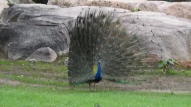 Mavi bir tavus kuşu kuyruğunu yeşil çimlerin üzerinde yelken açarken, yetişkin bir mavi tavus kuşunun başını yakından çekerken kuyruğu yavaşça geri çekildi. Tavus kuşu güzel tüylerini sallıyor ve yavaşça dönüyor, doğal kur yapma ritüeli, kuş tüyleri, tavus kuşu dansı