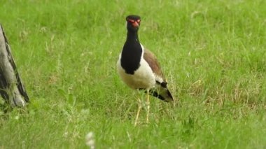 Vahşi kuşlar detaylı bir şekilde yaklaşır. Kuzey Şahin Baykuşu bir levrek avında. Kingfisher Bird, Crested Kingfisher Megaceryle Lugubris 'in kuş rengi geri döndü ve beyaz rengini aldı.
