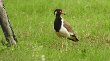 Vahşi kuşlar detaylı bir şekilde yaklaşır. Kuzey Şahin Baykuşu bir levrek avında. Kingfisher Bird, Crested Kingfisher Megaceryle Lugubris 'in kuş rengi geri döndü ve beyaz rengini aldı.