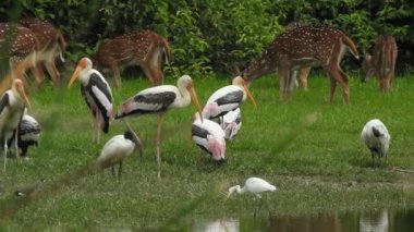 Leylek beyaz, leylek mavi gökyüzüne karşı yuvada. Mavi gökyüzünün arka planında iki leylek, yumurtadan çıkan yumurtalar, Polonyalı kuşlar, bulutlu bir arka plan ile uçan güzel beyaz leylek kolonisi. Uçan kuş.