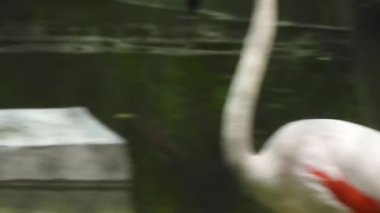 Daha büyük flamingo (Phoenicopterus roseus), grup arasında kuş inişi, günbatımında altın ışıkta yüzen daha büyük flamingoların parıltısı, tuzluklar, Doğu Güney Afrika Burnu. Hayvanat bahçesinde Karayip Flamingosu (Phoenicopterus ruber)