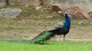 Çiftleşme tüyüne sahip erkek tavus kuşu parkta bir geçitte duruyor. Tavus kuşları güzel tüyleriyle ünlüdür. Tavus kuşu doğal ortamında dans ediyor Ranthambore Ulusal Parkı 'nda, Tavuskuşu Dans Gösterimi - Tavuskuşu Tüyleri