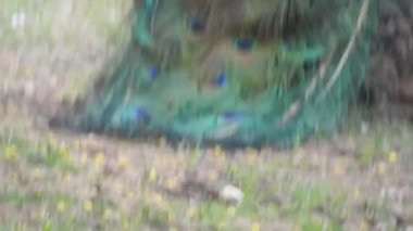 Çiftleşme tüyüne sahip erkek tavus kuşu parkta bir geçitte duruyor. Tavus kuşları güzel tüyleriyle ünlüdür. Tavus kuşu doğal ortamında dans ediyor Ranthambore Ulusal Parkı 'nda, Tavuskuşu Dans Gösterimi - Tavuskuşu Tüyleri