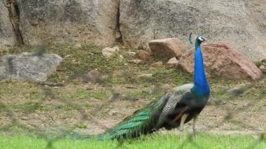 Çiftleşme tüyüne sahip erkek tavus kuşu parkta bir geçitte duruyor. Tavus kuşları güzel tüyleriyle ünlüdür. Tavus kuşu doğal ortamında dans ediyor Ranthambore Ulusal Parkı 'nda, Tavuskuşu Dans Gösterimi - Tavuskuşu Tüyleri