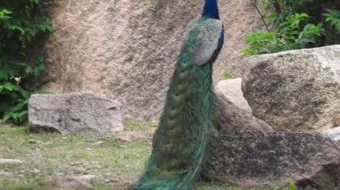 Çiftleşme tüyüne sahip erkek tavus kuşu parkta bir geçitte duruyor. Tavus kuşları güzel tüyleriyle ünlüdür. Tavus kuşu doğal ortamında dans ediyor Ranthambore Ulusal Parkı 'nda, Tavuskuşu Dans Gösterimi - Tavuskuşu Tüyleri