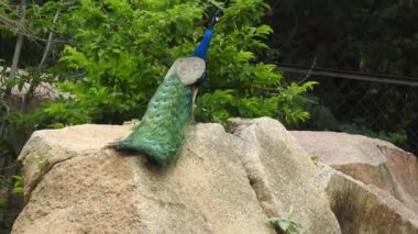 Çiftleşme tüyüne sahip erkek tavus kuşu parkta bir geçitte duruyor. Tavus kuşları güzel tüyleriyle ünlüdür. Tavus kuşu doğal ortamında dans ediyor Ranthambore Ulusal Parkı 'nda, Tavuskuşu Dans Gösterimi - Tavuskuşu Tüyleri